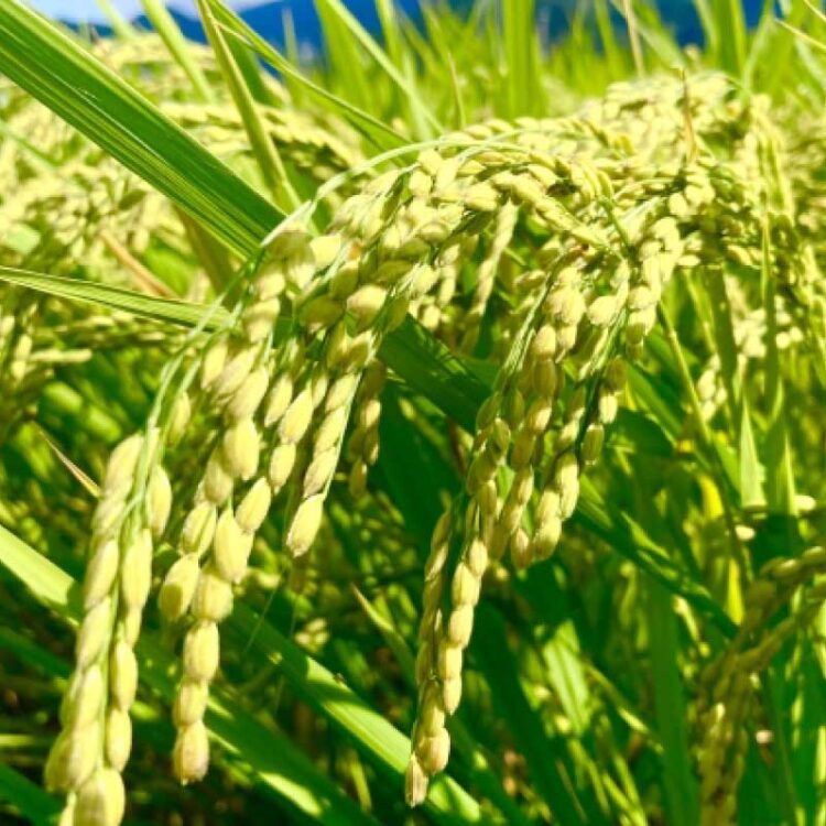 お米好き必見！特別栽培米のおいしさを徹底解説
