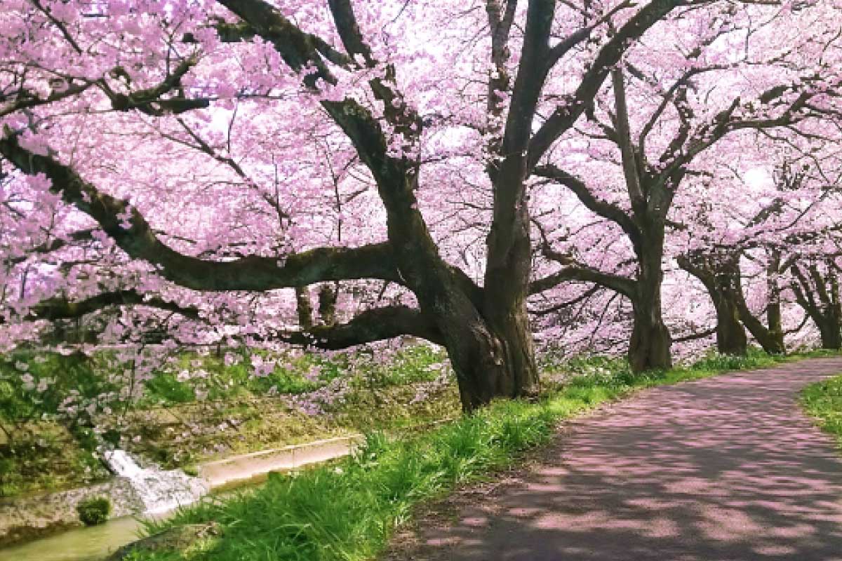 福井の桜と共に｜絶景お花見スポットガイド